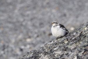 Read more about the article Pocket-sized polar survivor, or a few words about the snow bunting. Part two of the Arctic Champions League