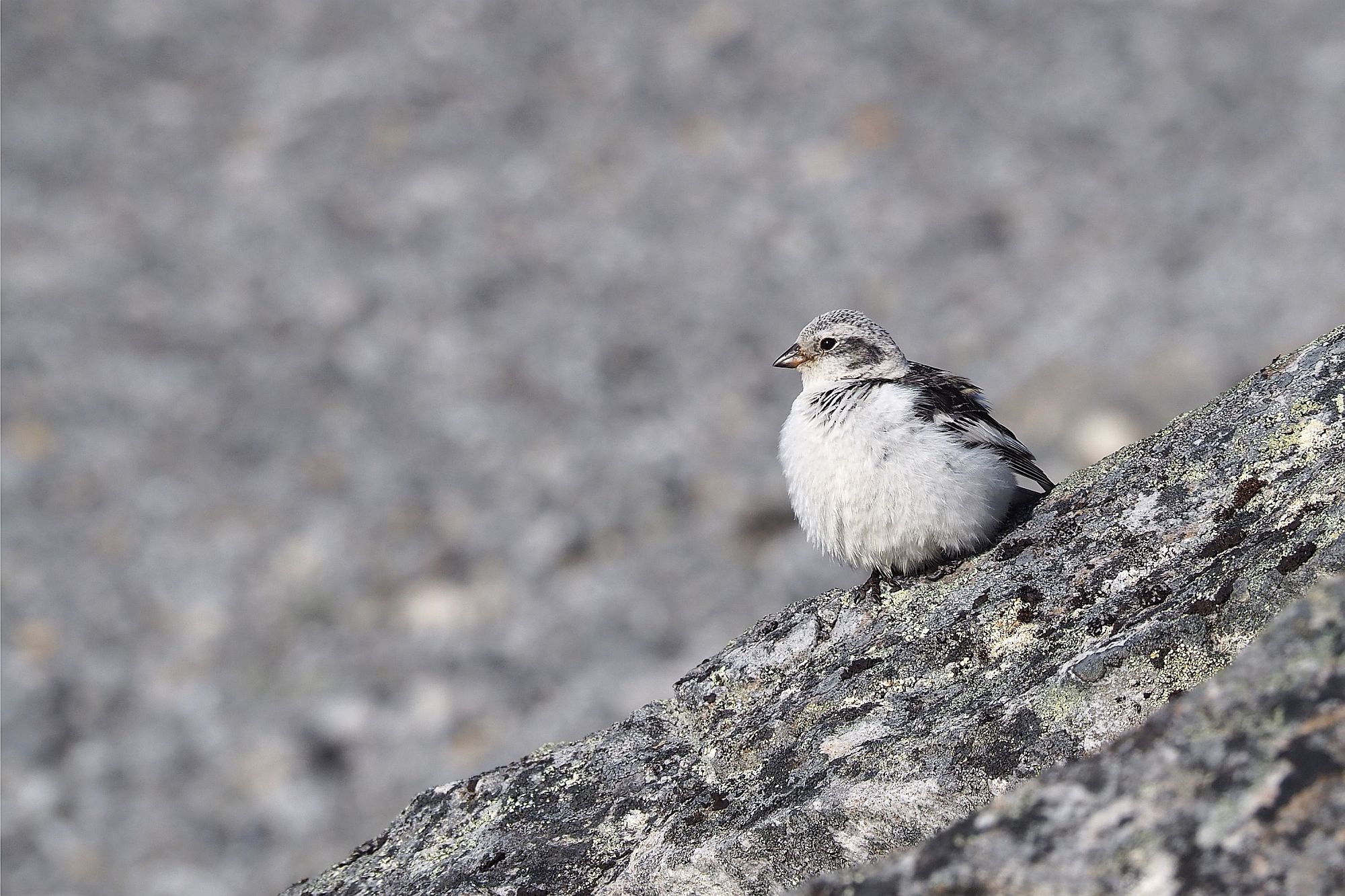 You are currently viewing Pocket-sized polar survivor, or a few words about the snow bunting. Part two of the Arctic Champions League