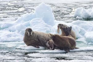 Read more about the article The walrus – a one-of-its-kind polar record holder. Part three of the Arctic Champions League