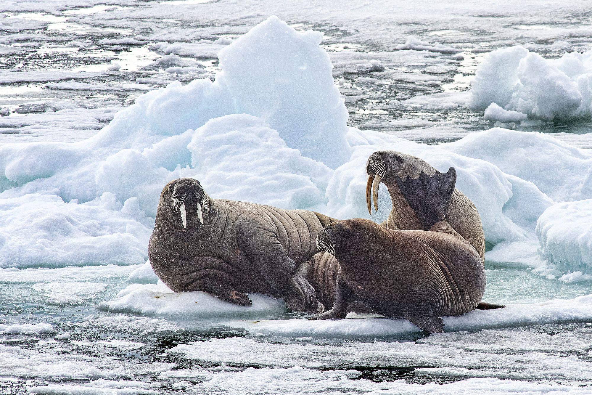 You are currently viewing The walrus – a one-of-its-kind polar record holder. Part three of the Arctic Champions League