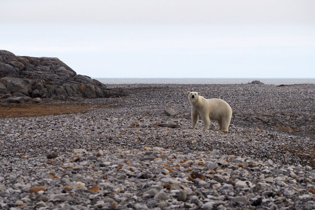 Read more about the article Svalbard 2021. <br> Część 3: Arktyczne spotkania