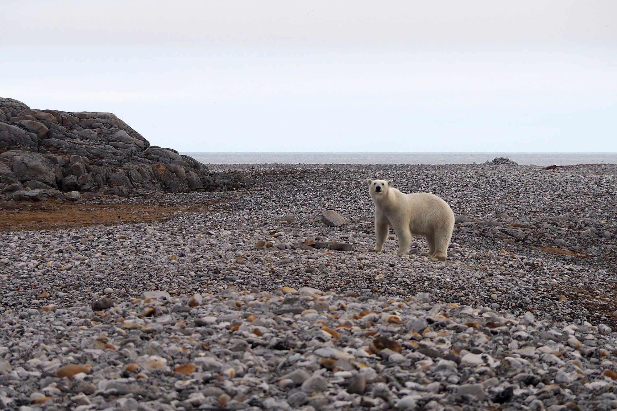 You are currently viewing Svalbard 2021. <br> Część 3: Arktyczne spotkania