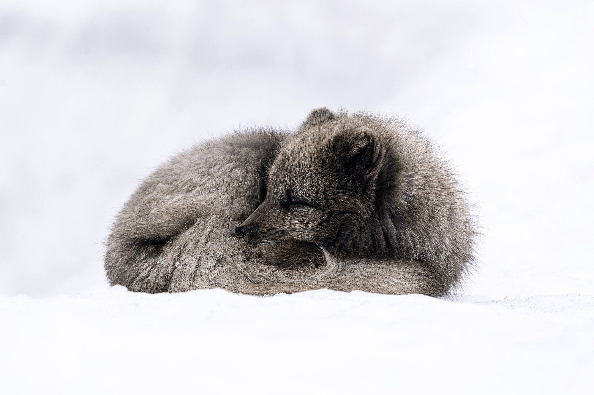 Większość arktycznych lisów jest szaro-brązowa latem i śnieżnobiała zimną, ale zdarzają się też takie diabełki – ciemnobrązowe przez cały rok. Są to tak zwane lisy niebieskie, należące do tego samego gatunku, co ich klasycznie umaszczeni sąsiedzi, tylko o wiele rzadsze.  © Jonatan Pie