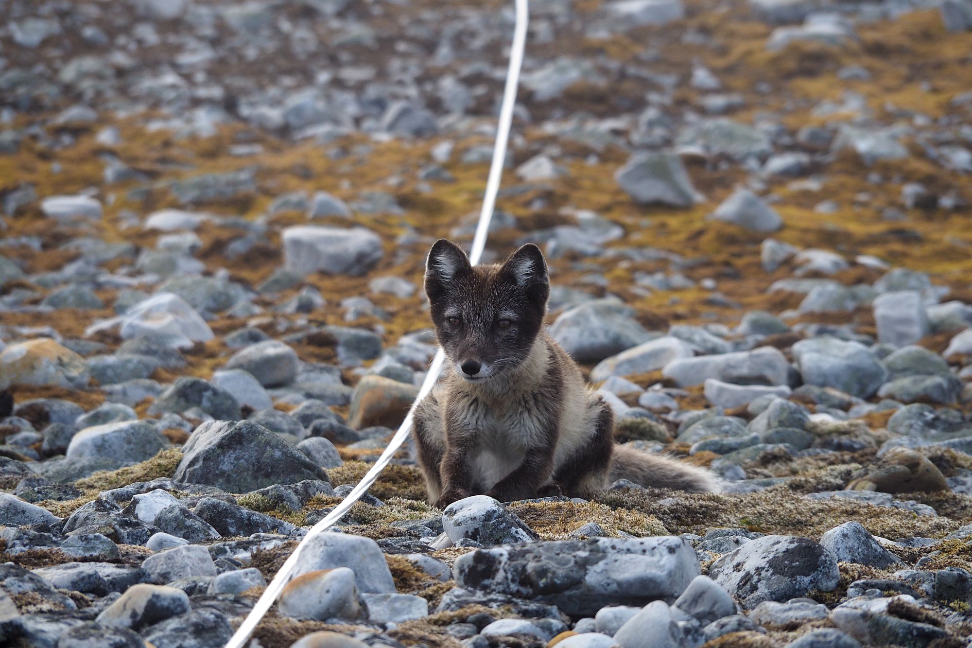 Kontrolę nad prawidłowością przebiegu prac w polarnej sortowni sprawował regularnie miejscowy lisek.  © Barbara Jóźwiak, Fundacja forScience