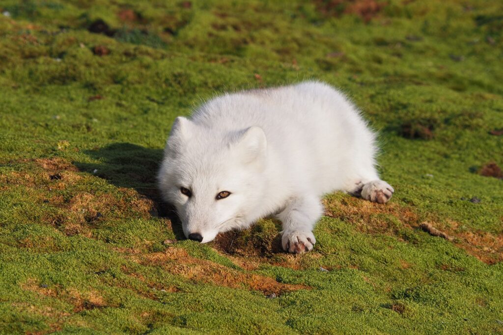 Zwierzęta zamieszkujące odległe rejony Svalbardu nie wiedzą, że od ludzi lepiej trzymać się z daleka.© Barbara Jóźwiak, Fundacja forScience