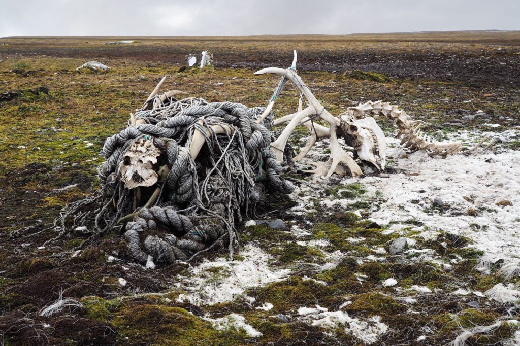 Zalegające na brzegach Svalbardu liny i sieci stanowią realne zagrożenie dla miejscowej fauny.© Barbara Jóźwiak, Fundacja forScience