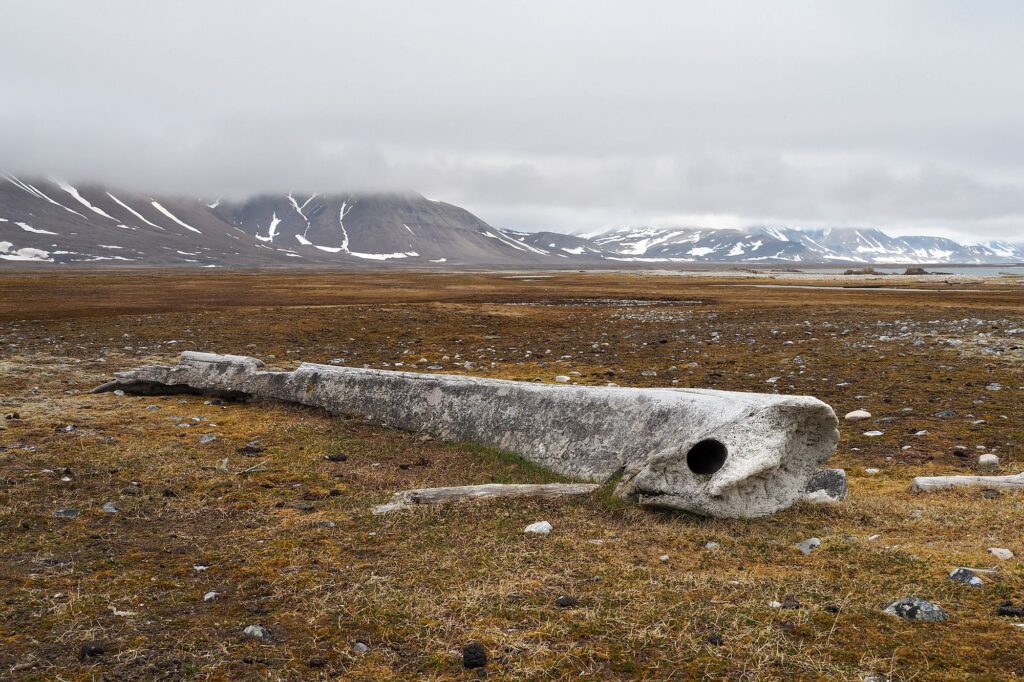 Szczątki wielorybów stanowią częsty widok na wybrzeżach Svalbardu.© Barbara Jóźwiak, Fundacja forScience